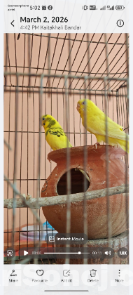 বাজিগর পাখি জোড়া 6টি বাচ্চা সহ